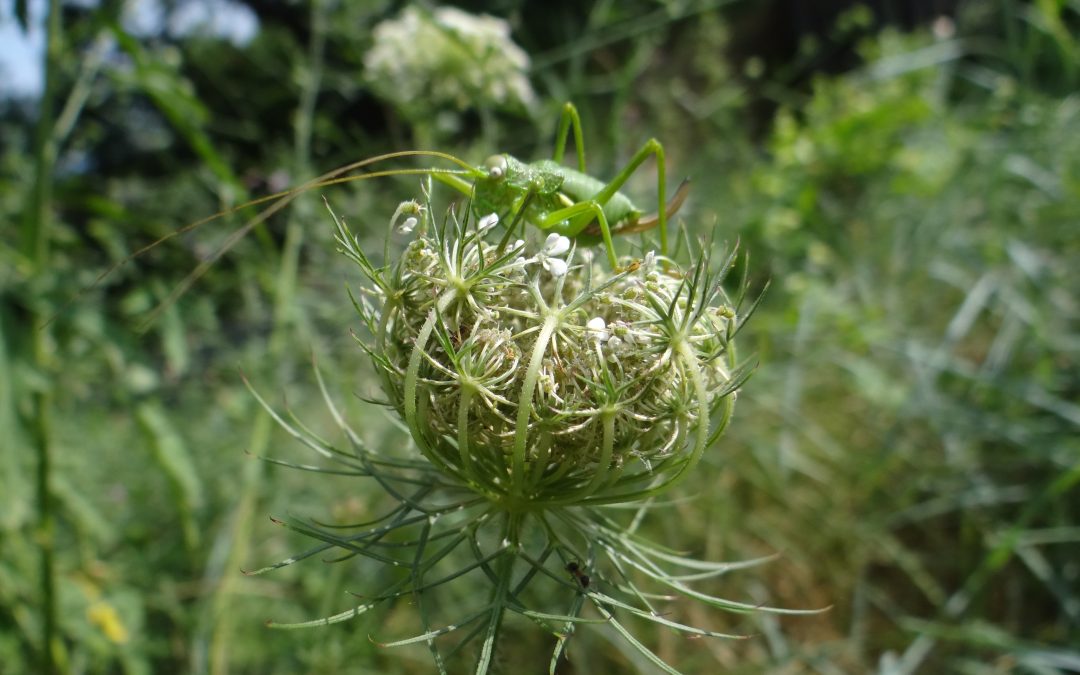 Carotte sauvage – Daucus carota