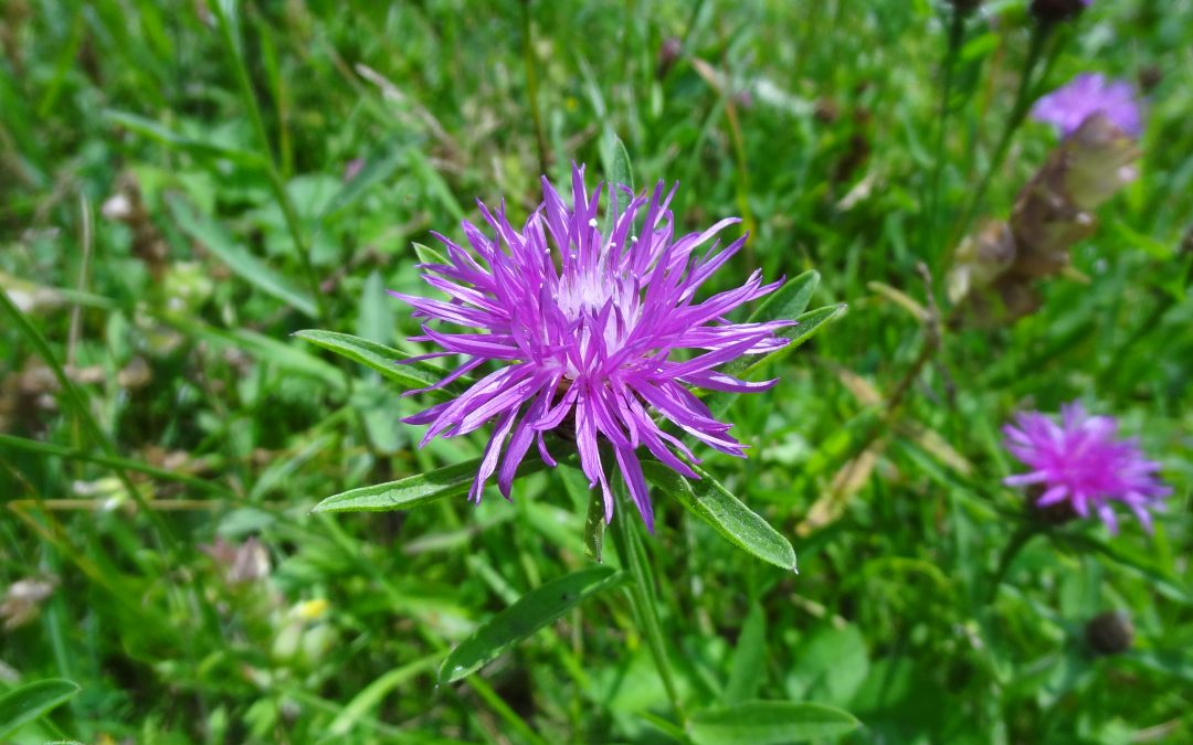 Centaurée jacée – Centaurea jacea