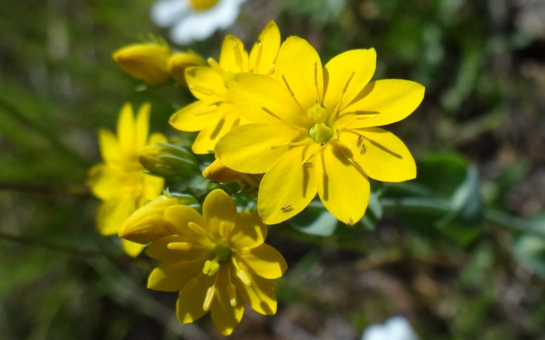 Centaurée jaune Chlore perfoliée – Blackstonia perfoliata