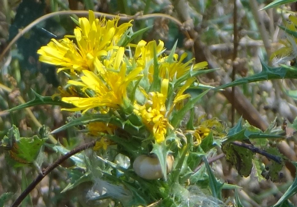 Chardon d’Espagne – Scolymus hispanicus