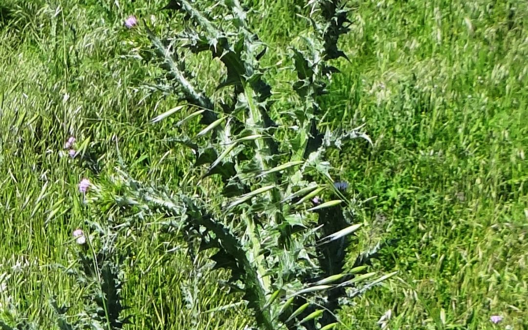 Chardon à petites fleurs – Carduus tenuiflorus Curtis