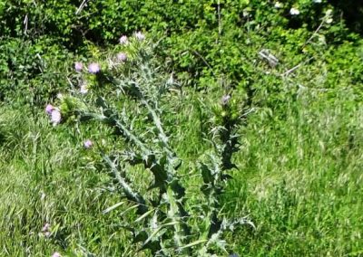 Chardon à petites fleurs – Carduus tenuiflorus Curtis