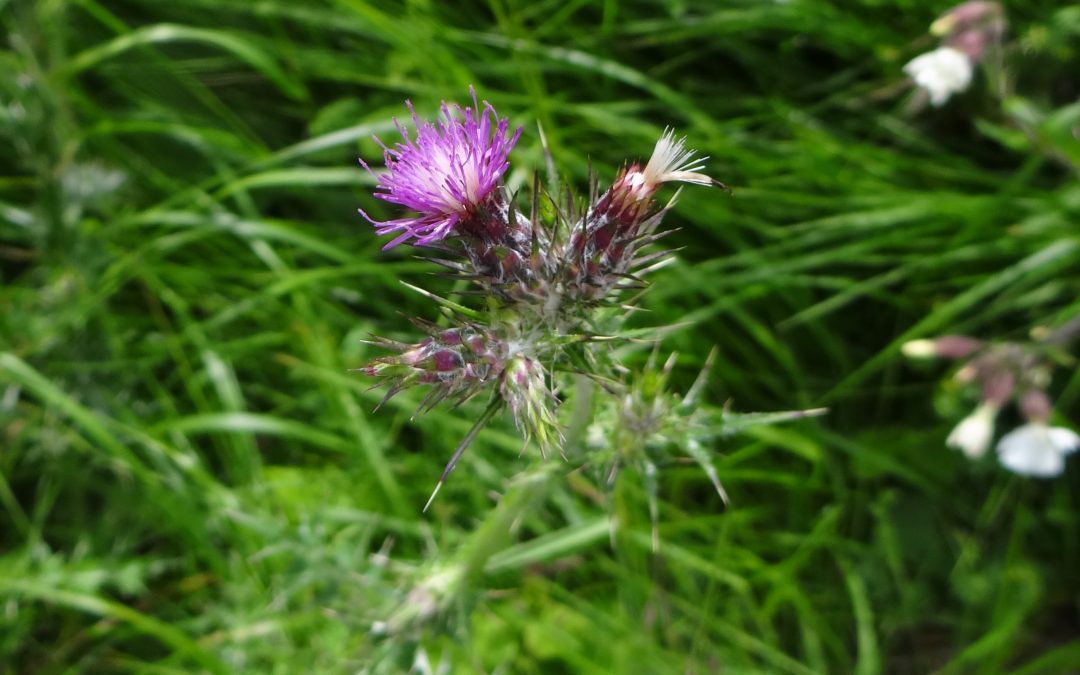 Chardon à têtes denses – Carduus pycnocephalus