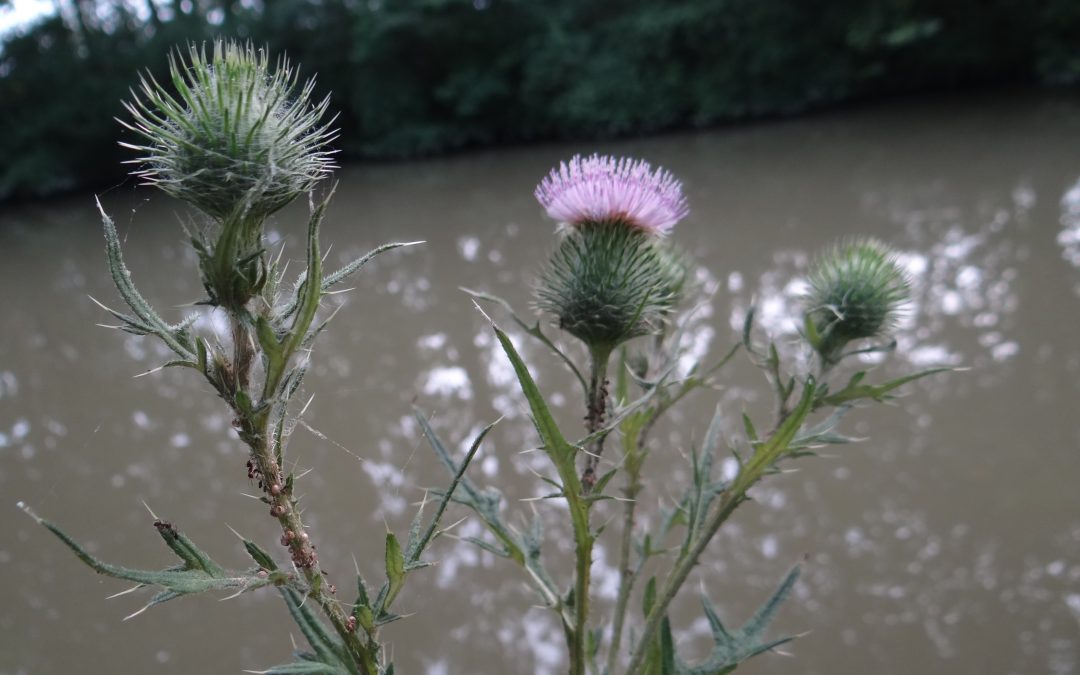 Cirse commun – Cirsium vulgare