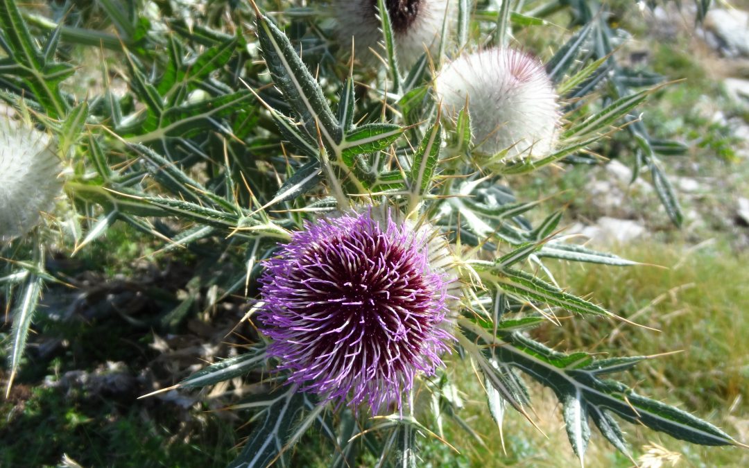 Cirse laineux – Cirsium eriophorum