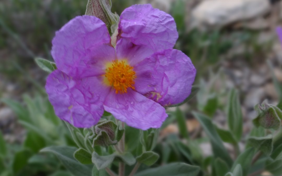 Ciste cotonneux – Cistus albidus