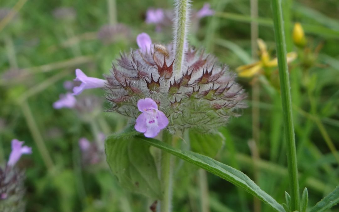 Clinopode commun – Clinopodium vulgare