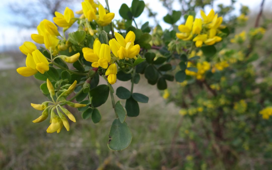 Coronille glauque – Coronilla glauca