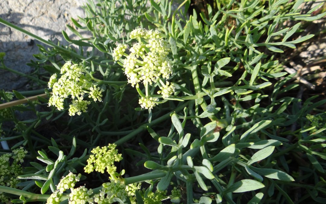 Criste marine – Crithmum maritimum