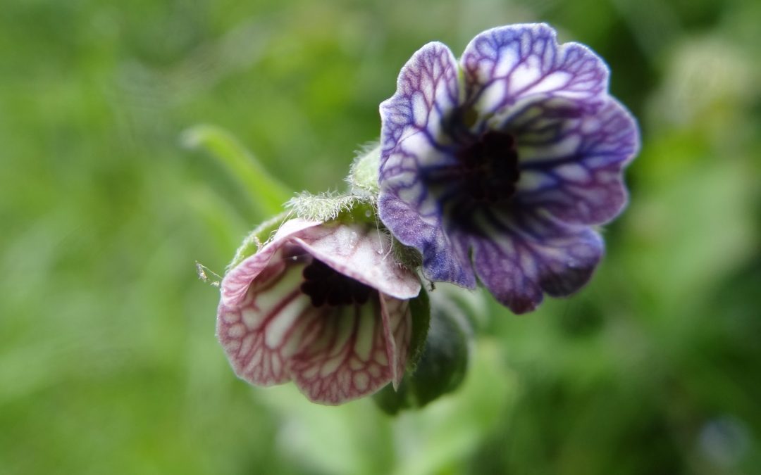 Cynoglosse de Crète – Cynoglossum creticum