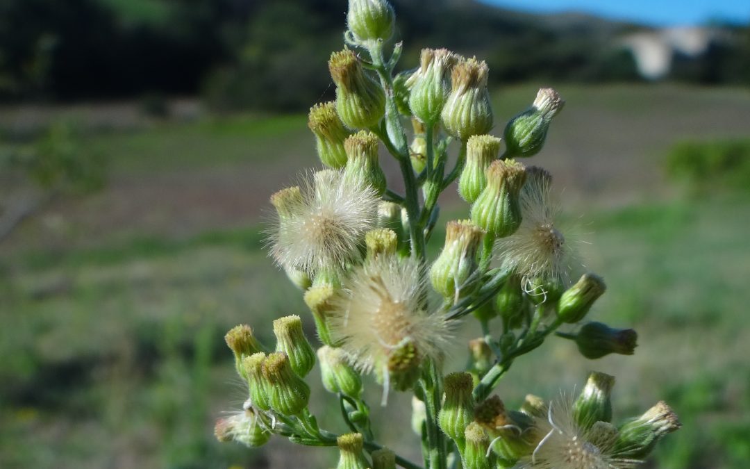 Erigeron canadensis – Conyza canadensis