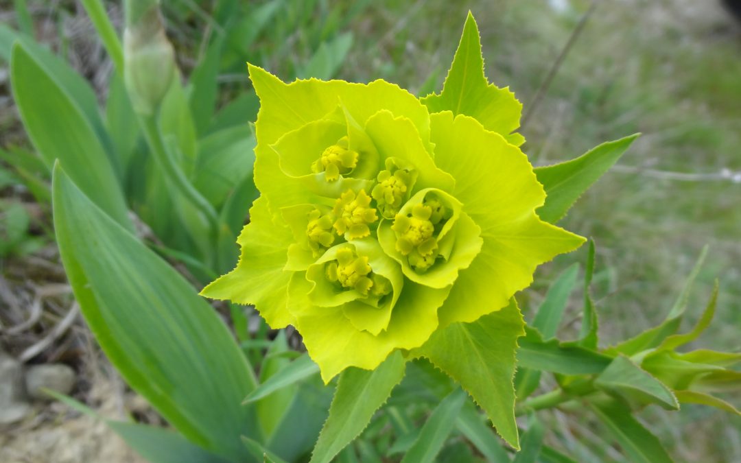 Euphorbe dentée – Euphorbia serrata.