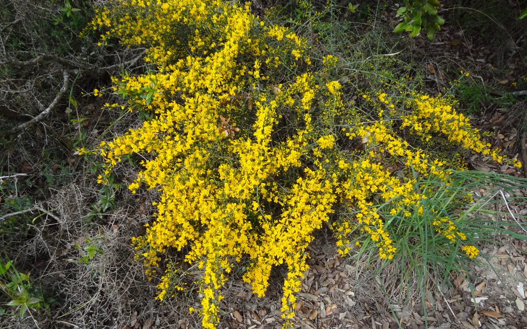 Genêt scorpion – Genista scorpius