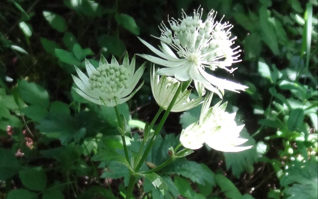 Grande Astrance – Astrantia major