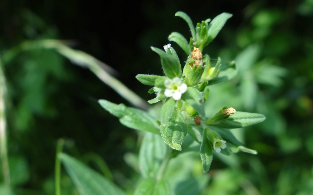 Grémil des champs – Lithospermum arvense