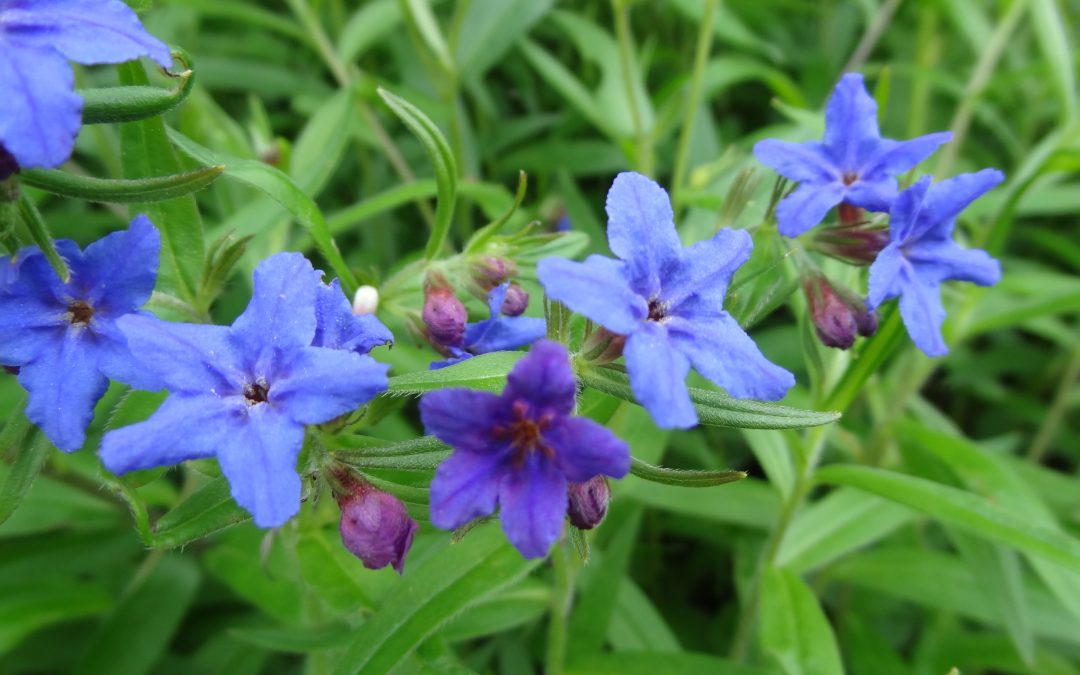 Grémil pourpre bleu – Lithospermum purpurocaeruleum