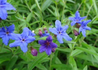 Grémil pourpre bleu – Lithospermum purpurocaeruleum