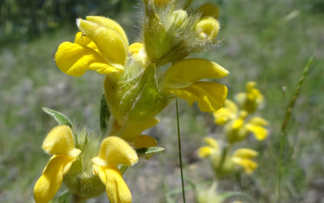 Herbe aux mèches – Phlomis lychnitis