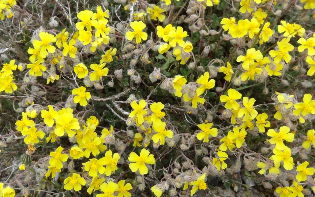 Hélianthème hérissé – Helianthemum hirtum