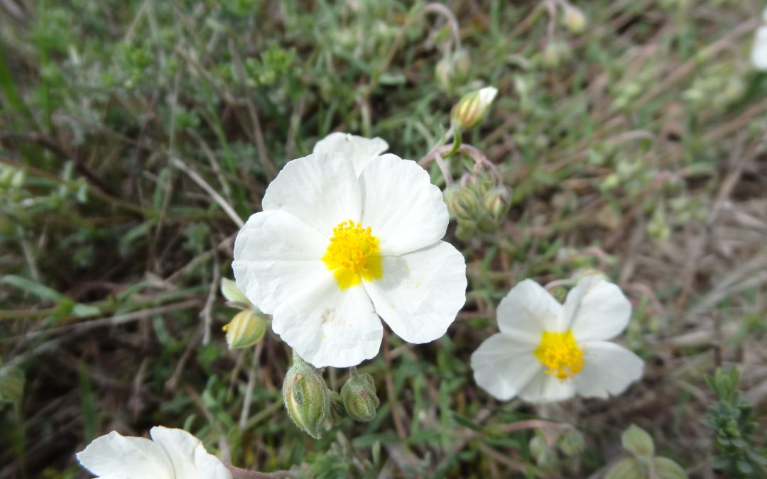 Hélianthème des apennins – Helianthemum apenninum