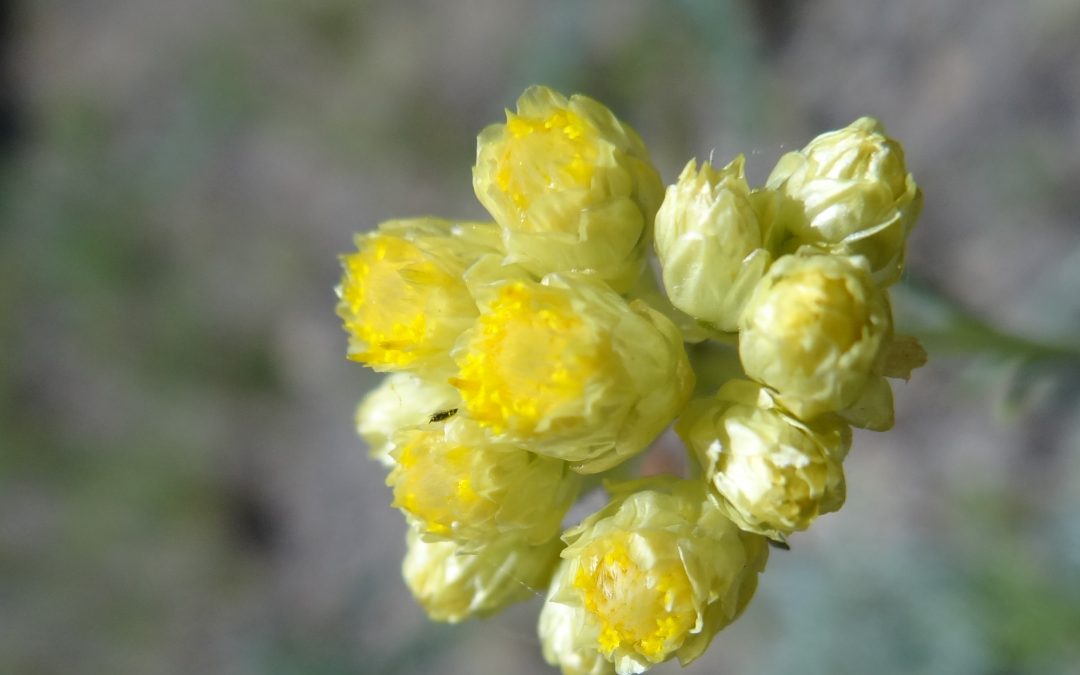 Immortelle commune- Helichrysum stoechas