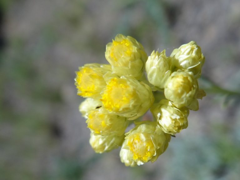 Immortelle commune- Helichrysum stoechas