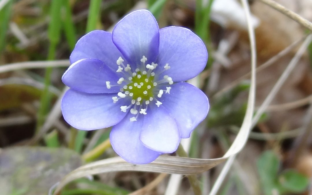 Anémone hépatique – Hepatica nobilis