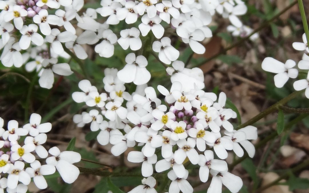 Ibéris à feuille pennées – Iberis pinnata