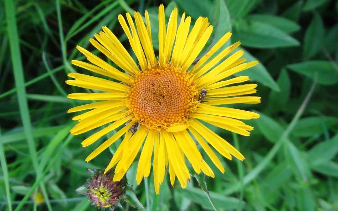 Inule à feuille de saule – Inula salicina