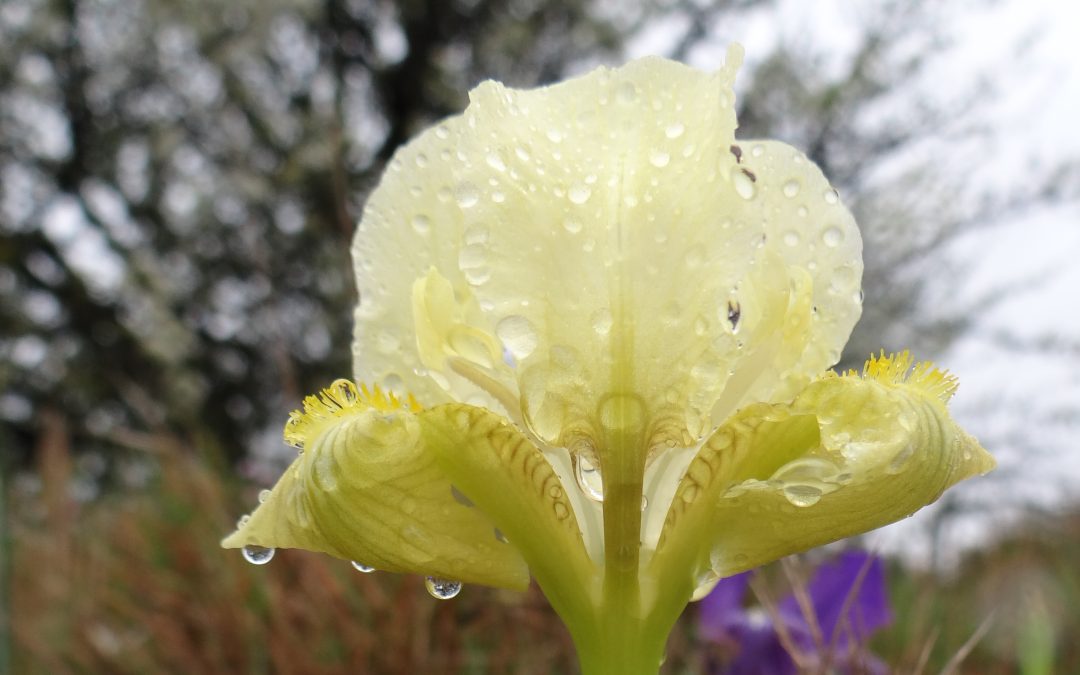 Iris des garrigues – Iris lutescens