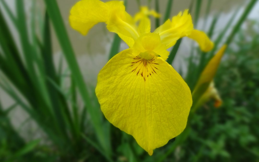 Iris des marais – Iris pseudacorus