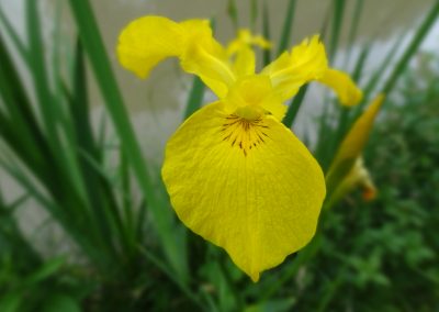 Iris des marais – Iris pseudacorus