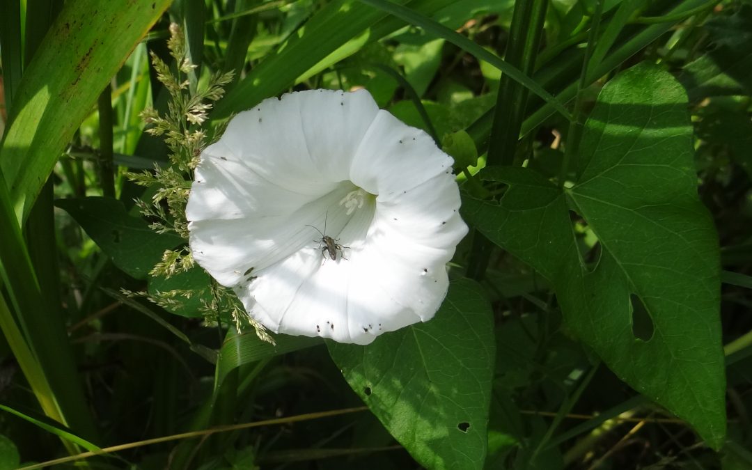 Liseron des haies – Calystegia sepium