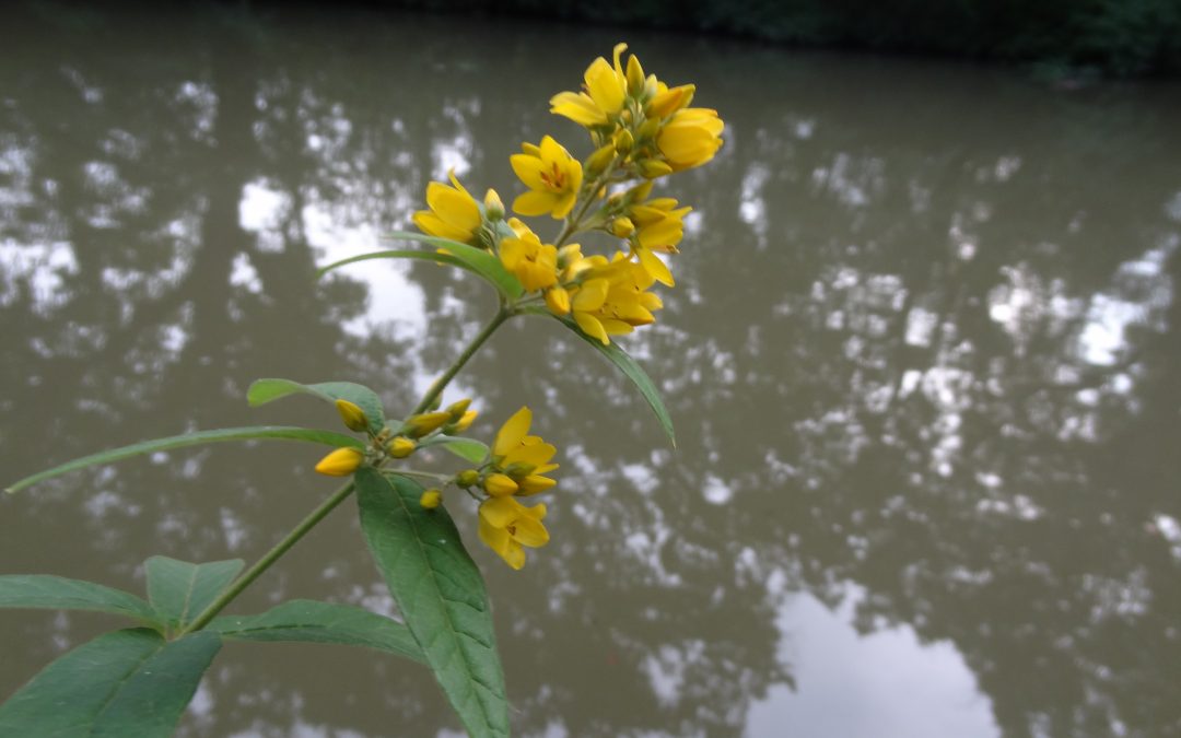 Lysimaque commune – Lysimachia vulgaris