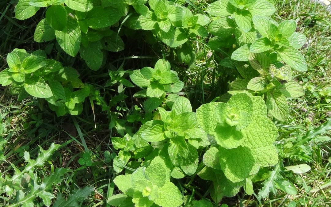 Menthe à feuilles rondes – Mentha suaveolens