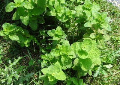 Menthe à feuilles rondes – Mentha suaveolens