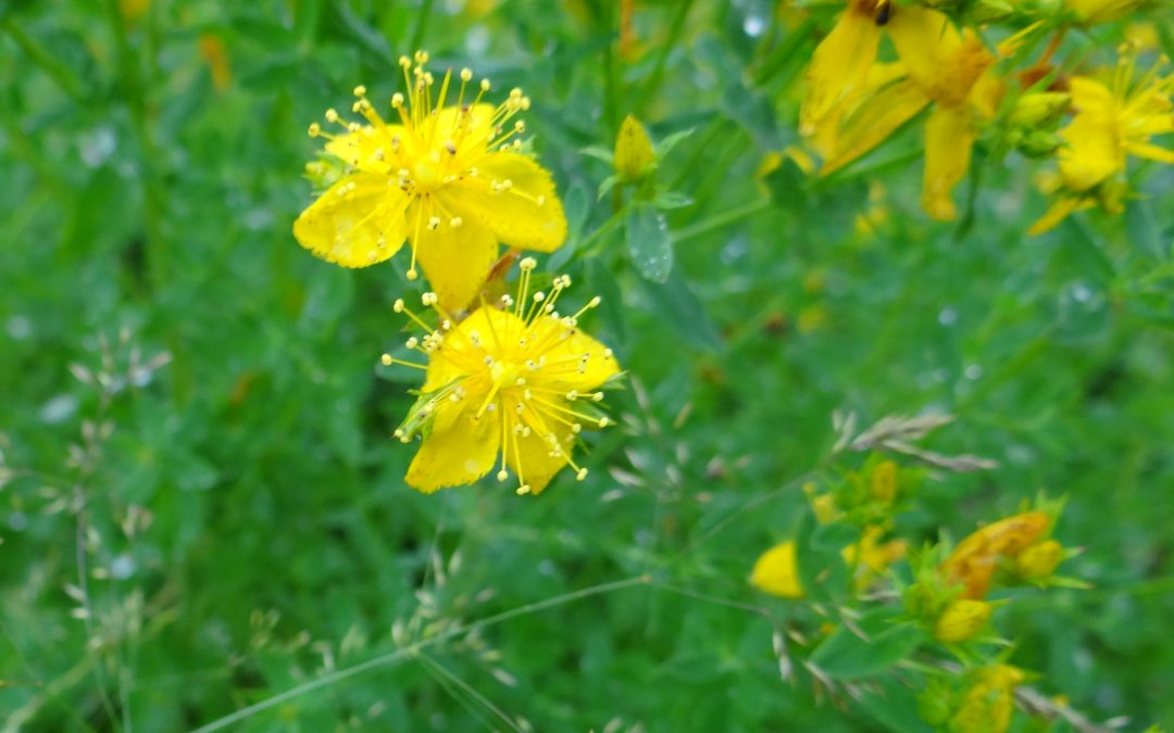 Millepertuis perforé – Hypericum perforatum