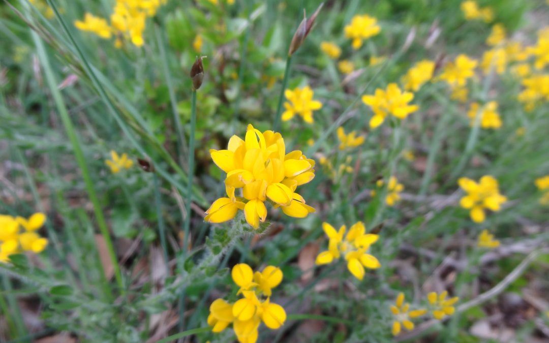 Luzerne lupuline – Medicago lupulina