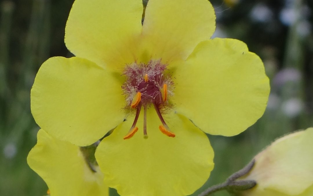 Molène blattaire – Verbascum blattaria