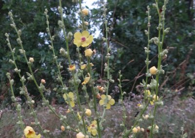 Molène sinuée – Verbascum sinuatum