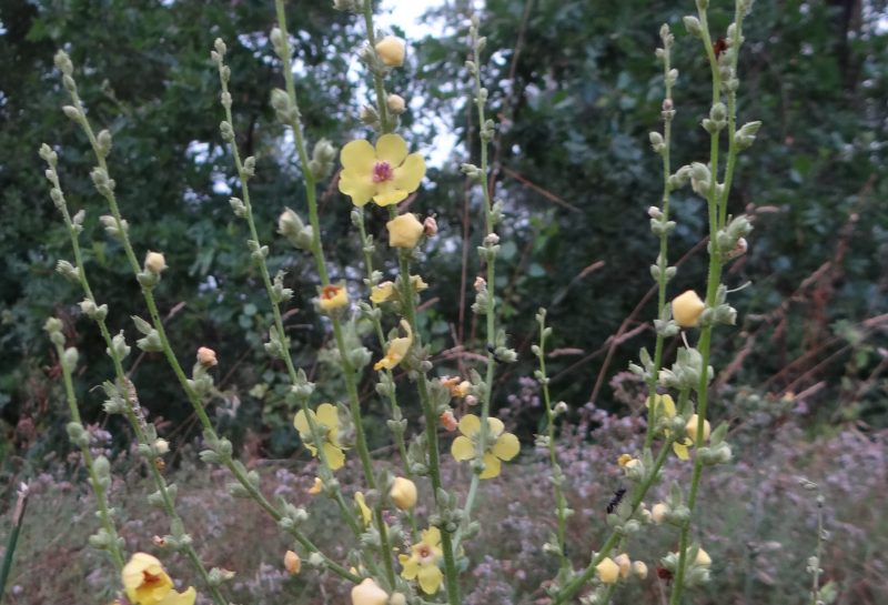 Molène sinuée – Verbascum sinuatum