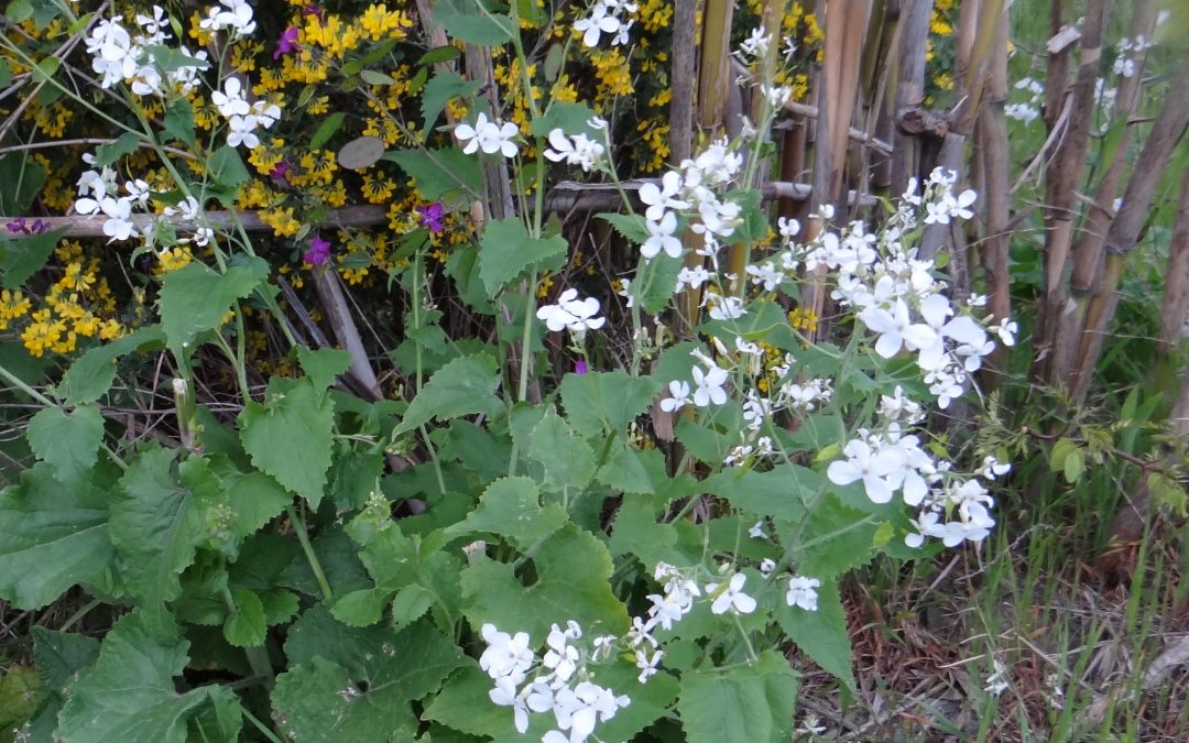 Monnaie du Pape – Lunaria annua