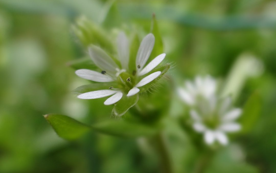 Mouron des oiseaux- Stellaria media