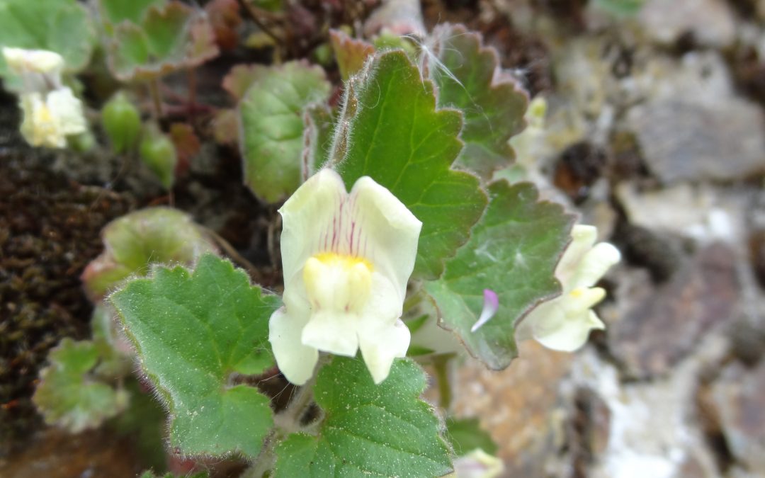 Muflier à feuille molle – Anthirrhinum molle