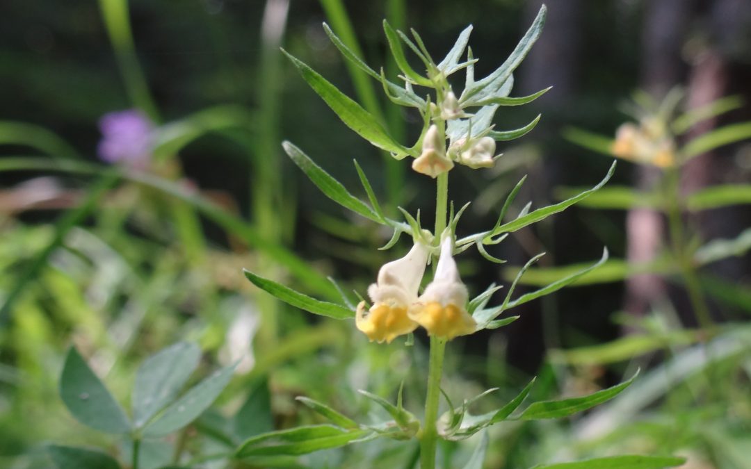 Mélampyre des prés – Melampyrum pratense