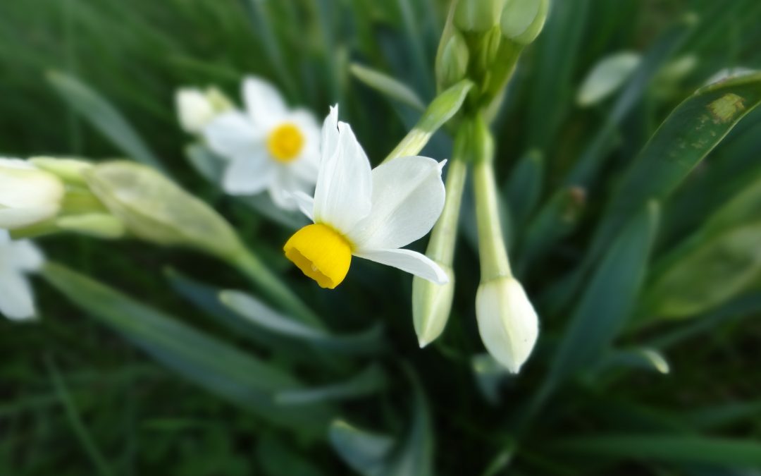 Narcisse des poètes – Narcissus poeticus