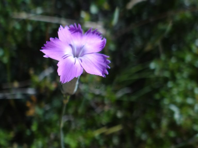 Oeillet virginal – Dianthus godronianus