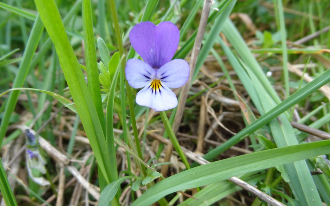 Pensée sauvage – Viola tricolor