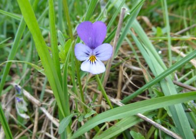 Pensée sauvage – Viola tricolor