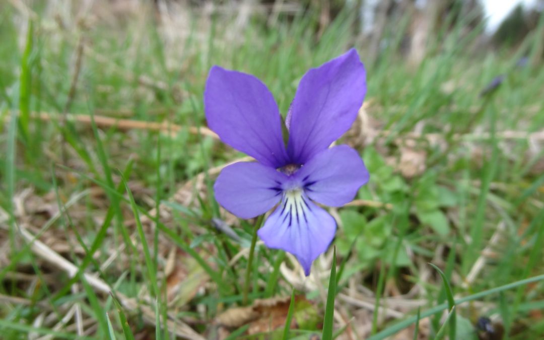 Pensée à cornes – Viola cornuta